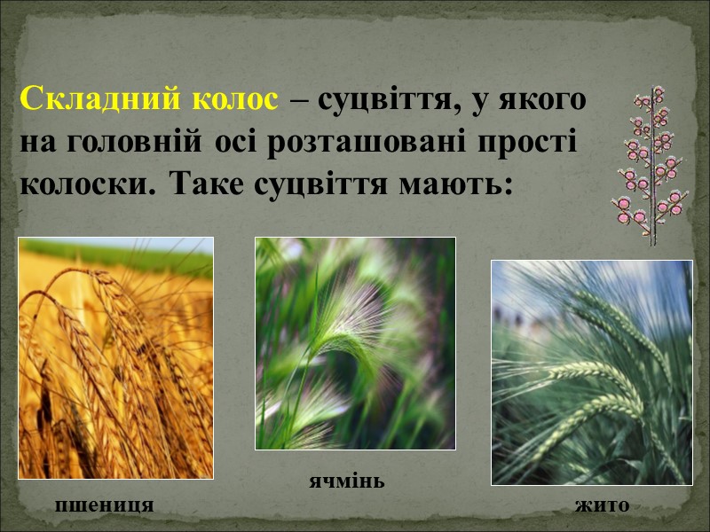 Складний колос – суцвіття, у якого       на головній